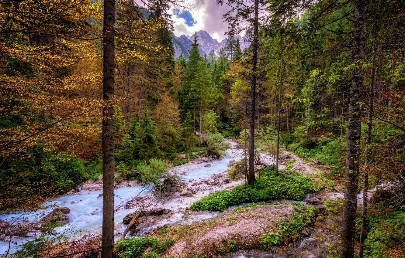 Photo wallpaper forest, clouds, trees, mountains, stream, stones, rocks, Switzerland