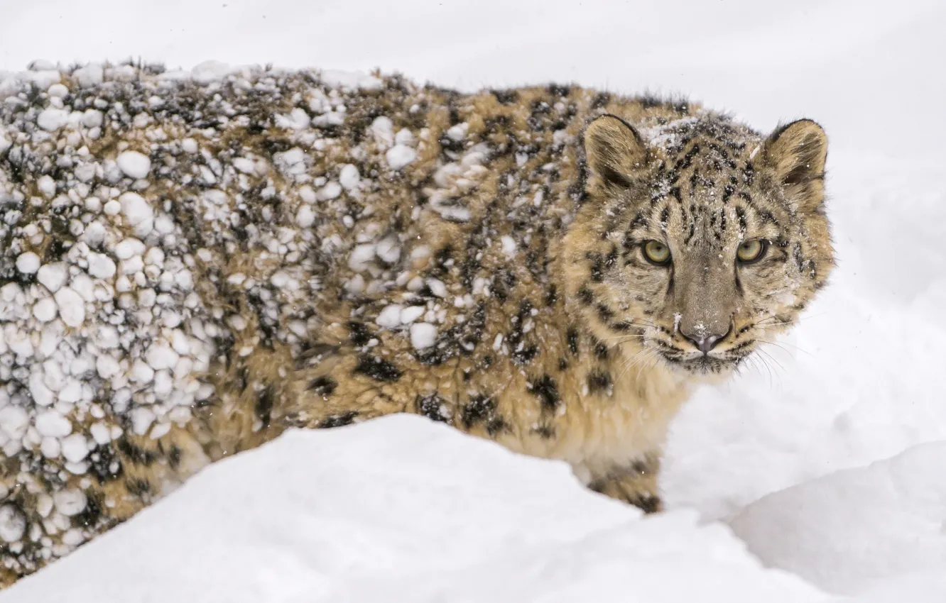Photo wallpaper winter, face, snow, predator, spot, fur, IRBIS, snow leopard