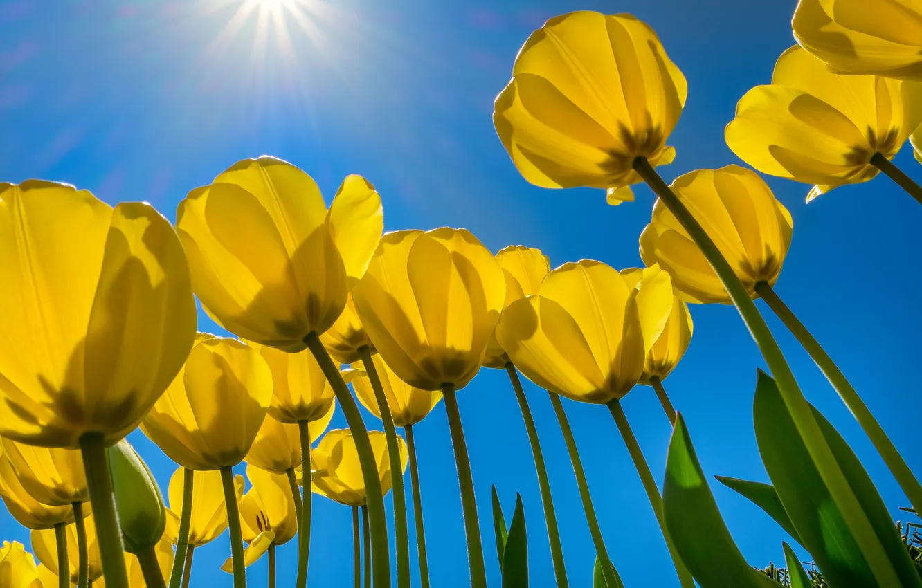 Photo wallpaper the sky, the sun, rays, light, flowers, yellow, blue, spring