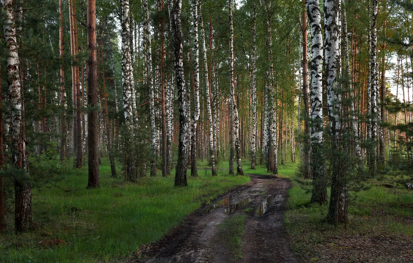 Photo wallpaper road, forest, Tver oblast