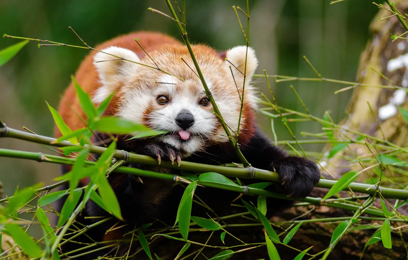 Photo wallpaper branch, red Panda, face, bamboo leaves
