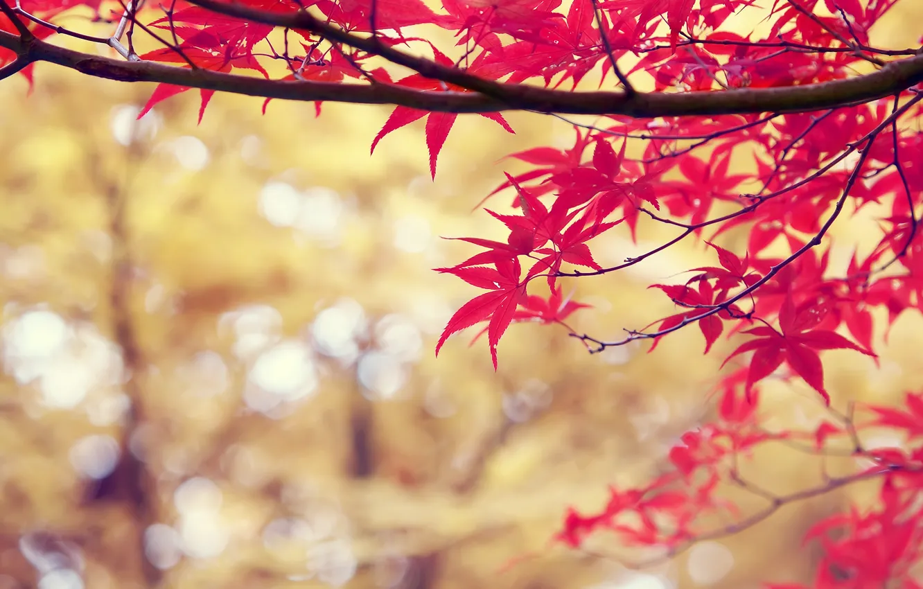 Photo wallpaper autumn, leaves, branches, red, nature, nature