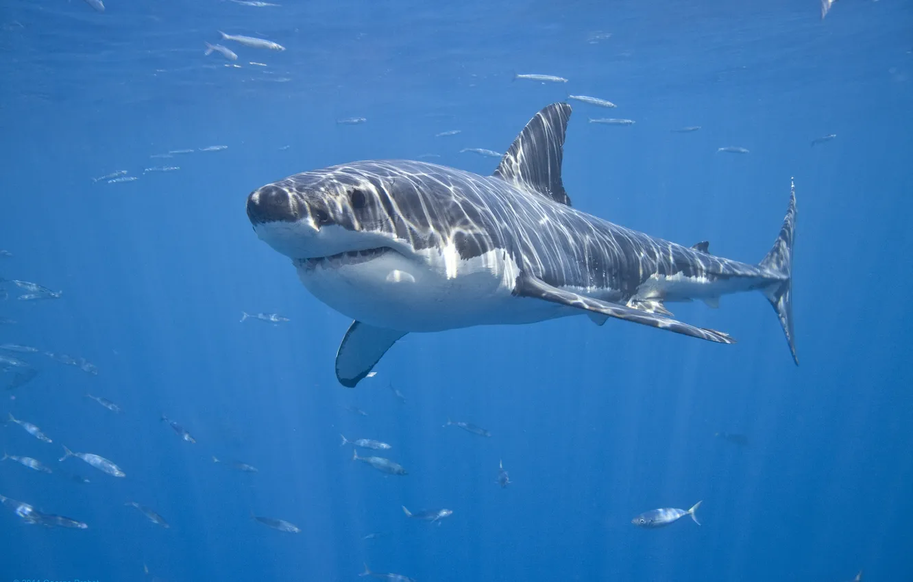 Photo wallpaper sea, fish, shark, krasava, White shark