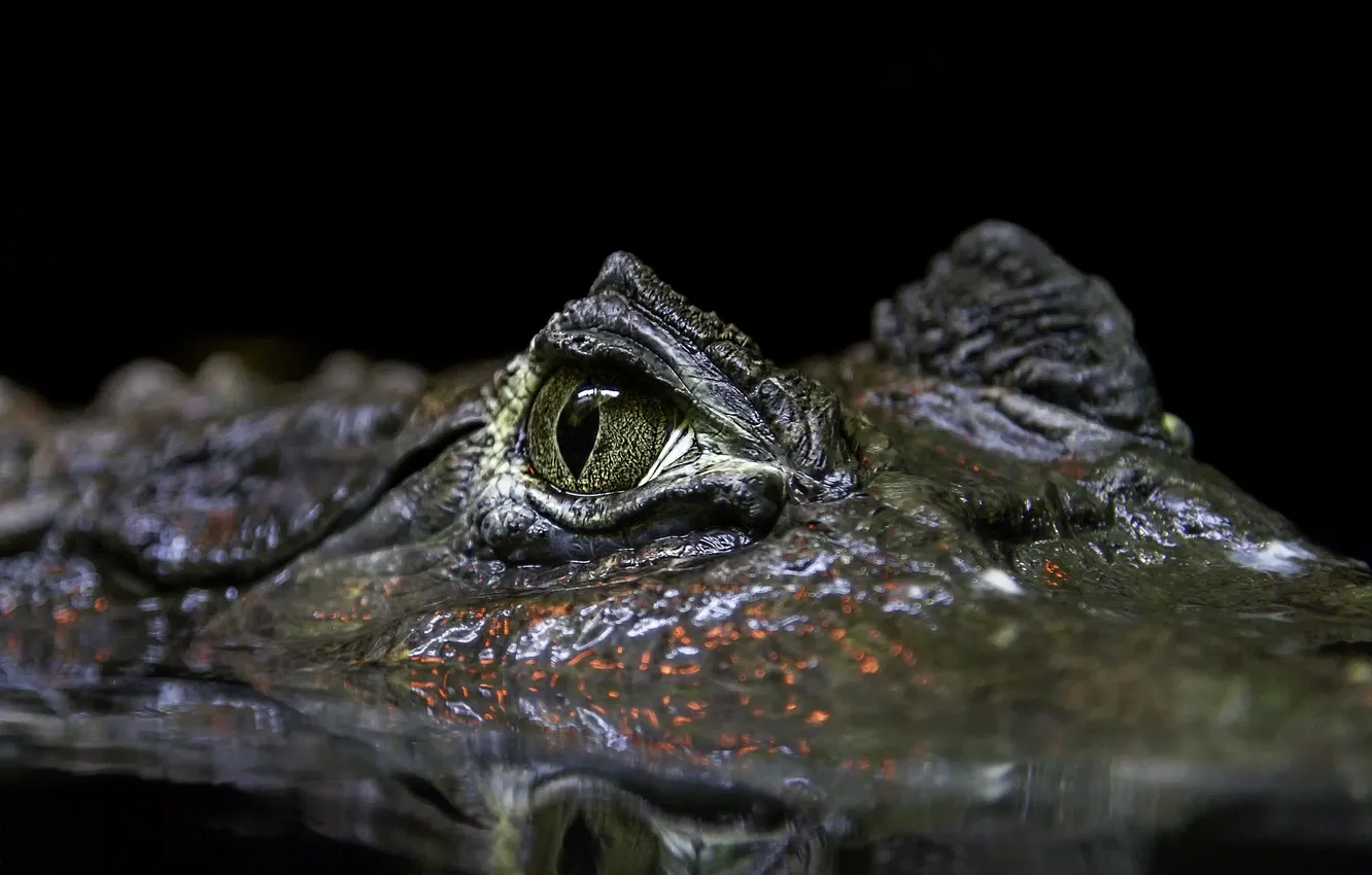 Photo wallpaper water, nature, crocodile