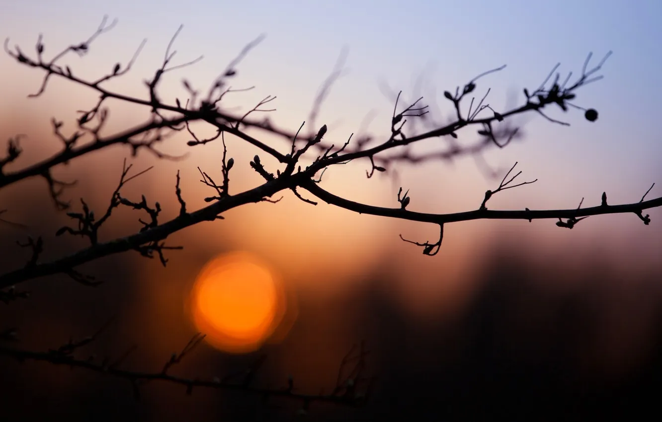 Photo wallpaper sunset, branch, spring, the evening, blur