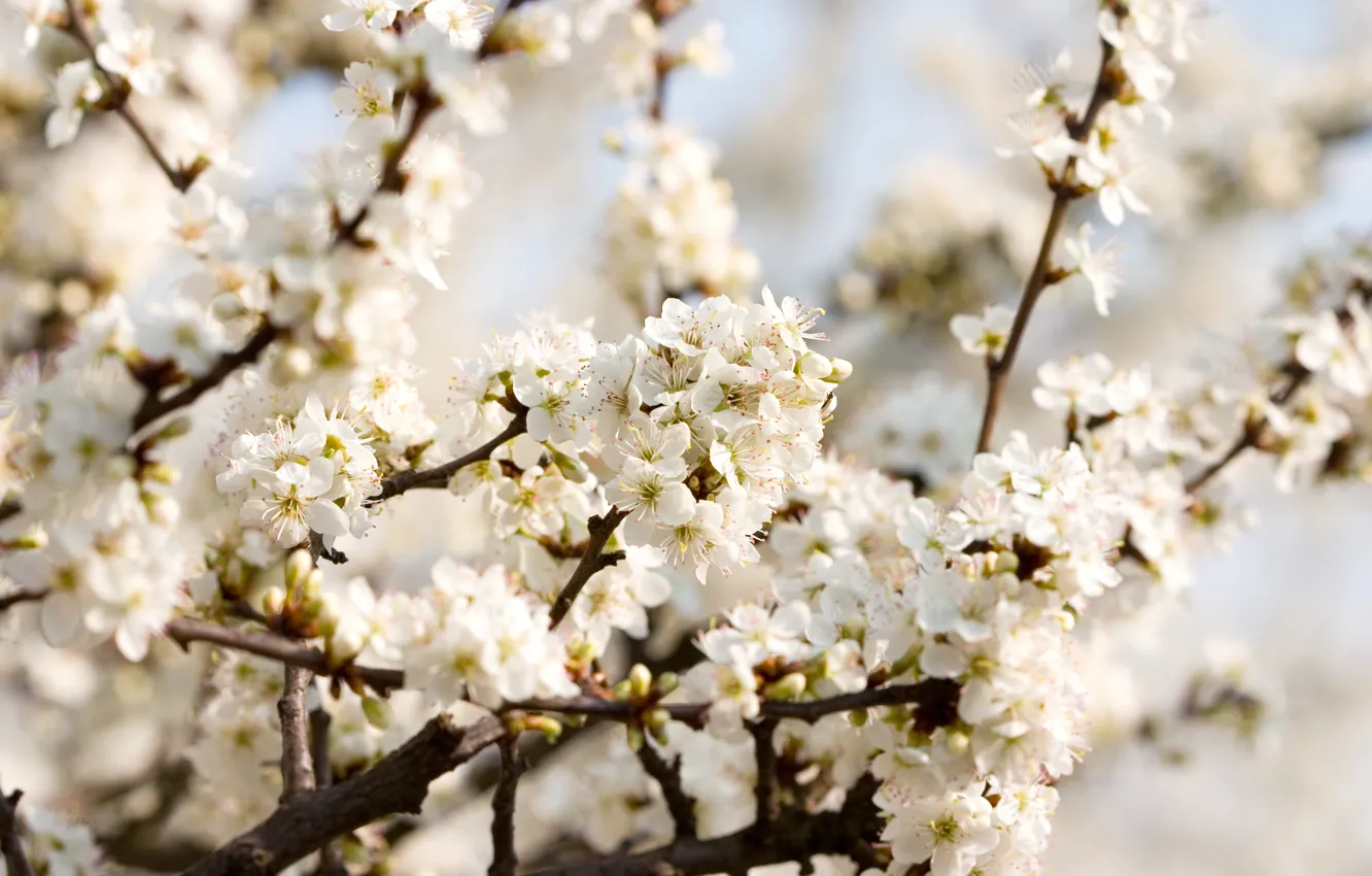 Photo wallpaper macro, flowers, branches, cherry, tenderness, beauty, spring, petals
