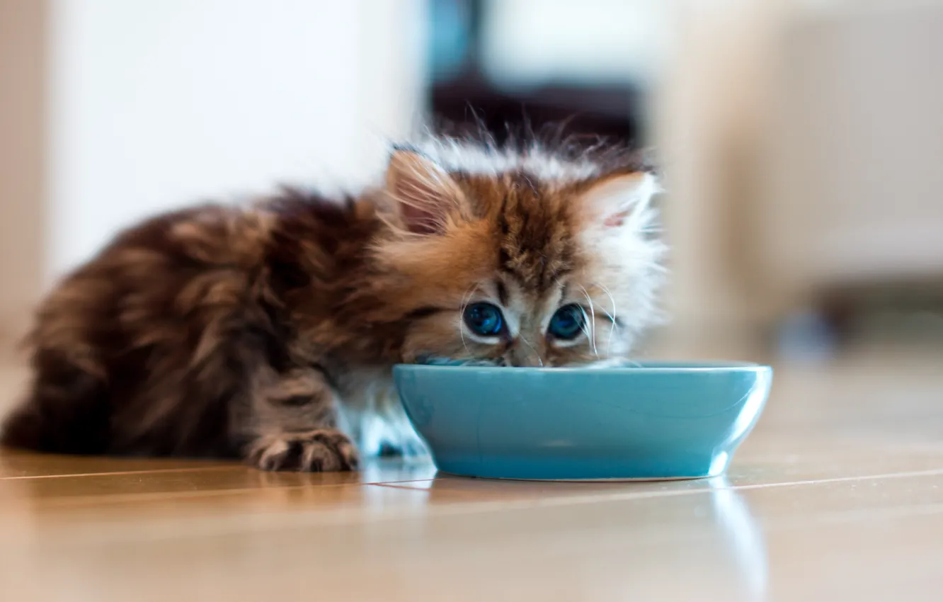 Photo wallpaper cat, kitty, blur, floor, bowl, saucer, Daisy, Ben Torode