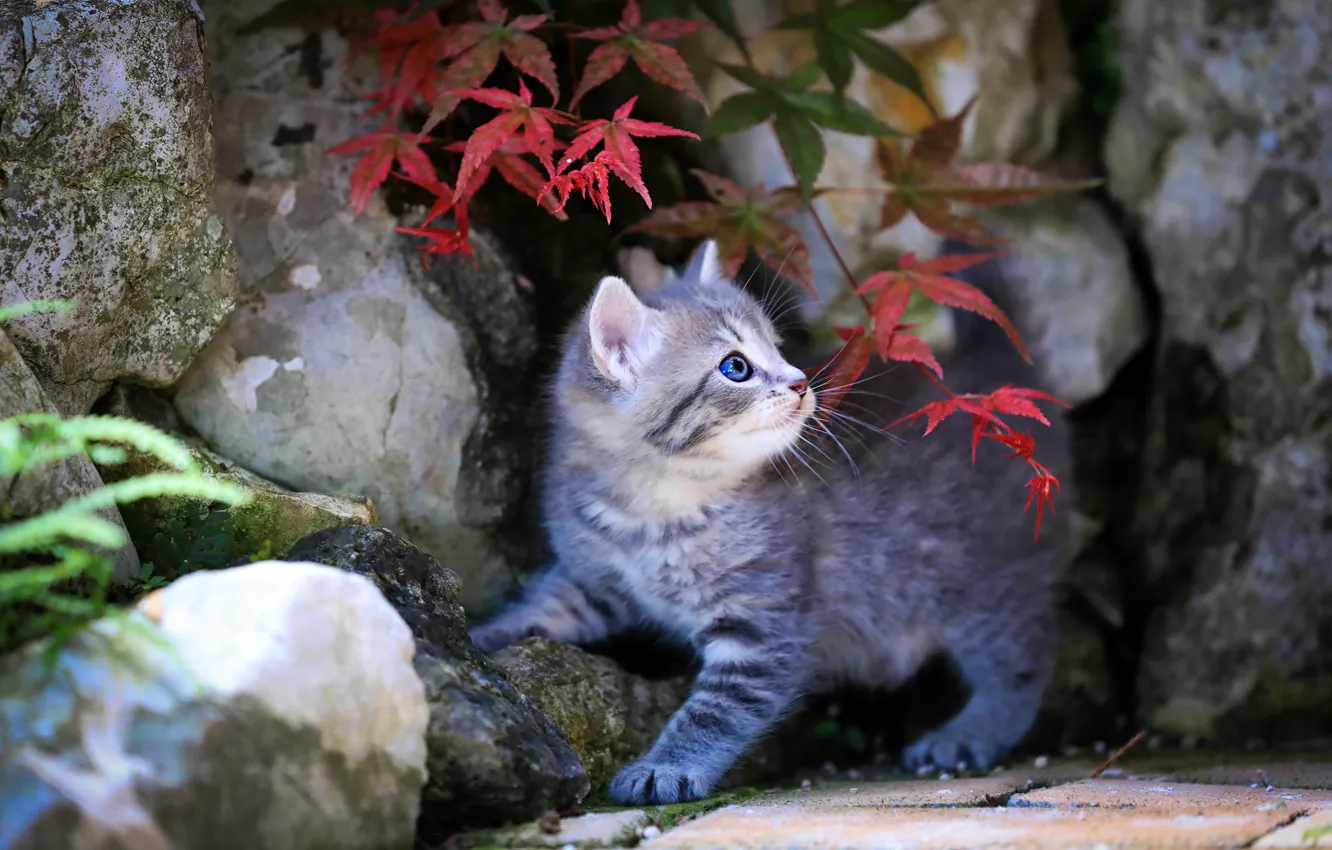 Photo wallpaper leaves, stones, kitty