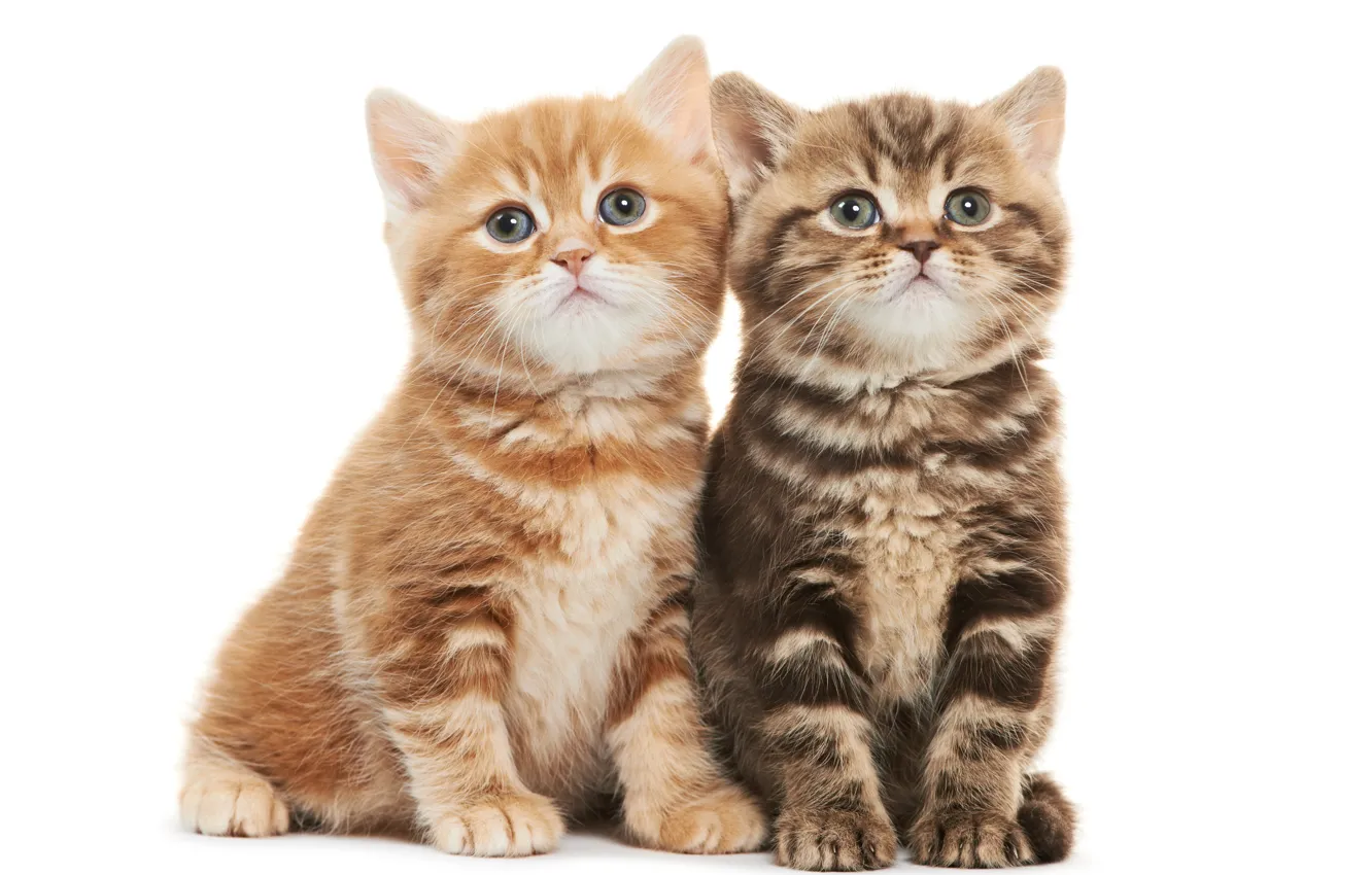 Photo wallpaper kittens, kids, Duo