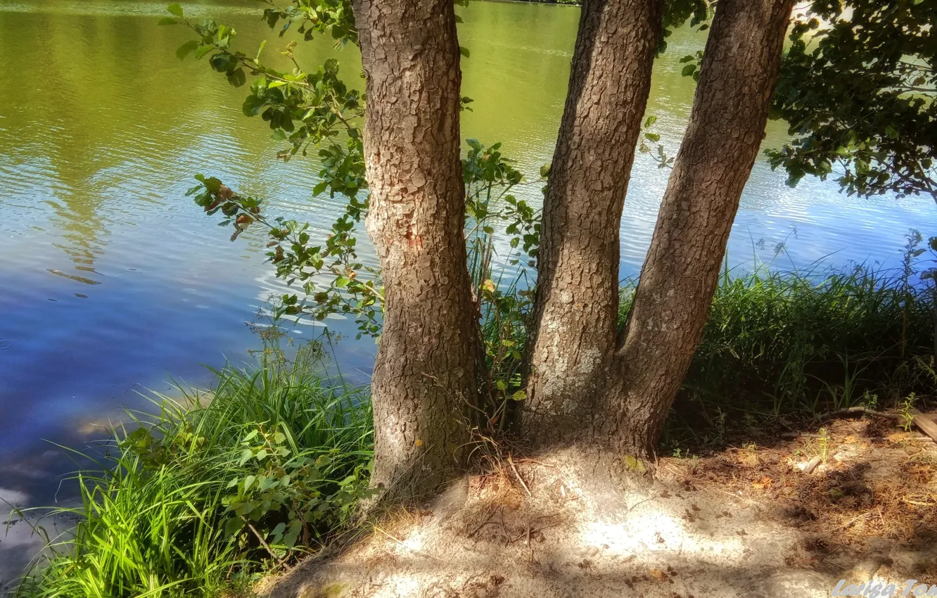 Photo wallpaper summer, lake, pond, tree