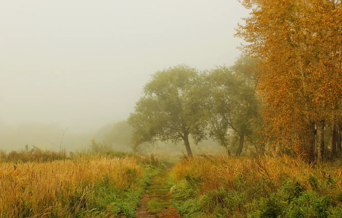 Photo wallpaper autumn, forest, grass, trees, nature, fog, photo, path