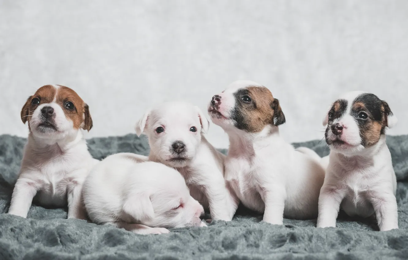 Photo wallpaper dogs, puppies, kids, The Parson Russell Terrier