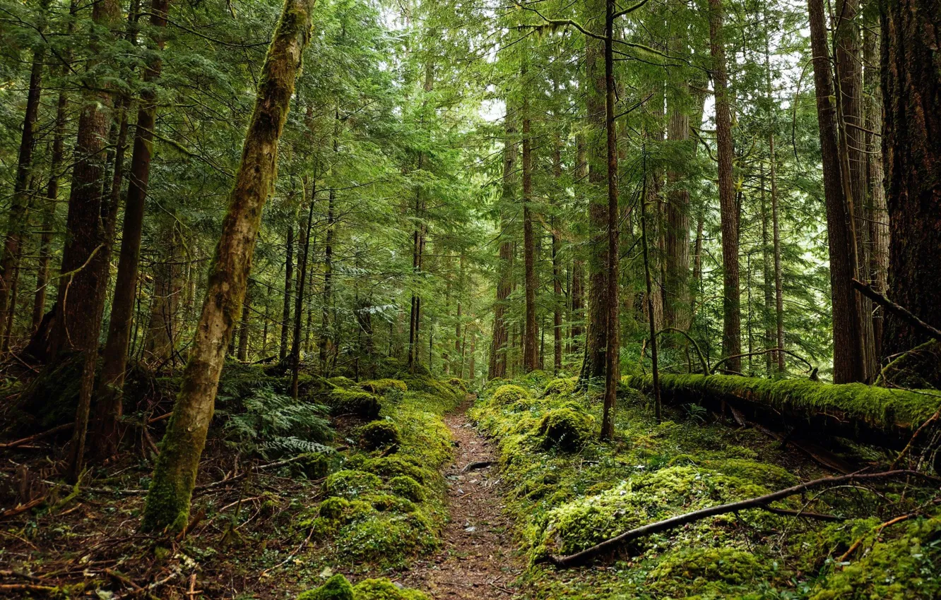 Photo wallpaper forest, trees, nature, path