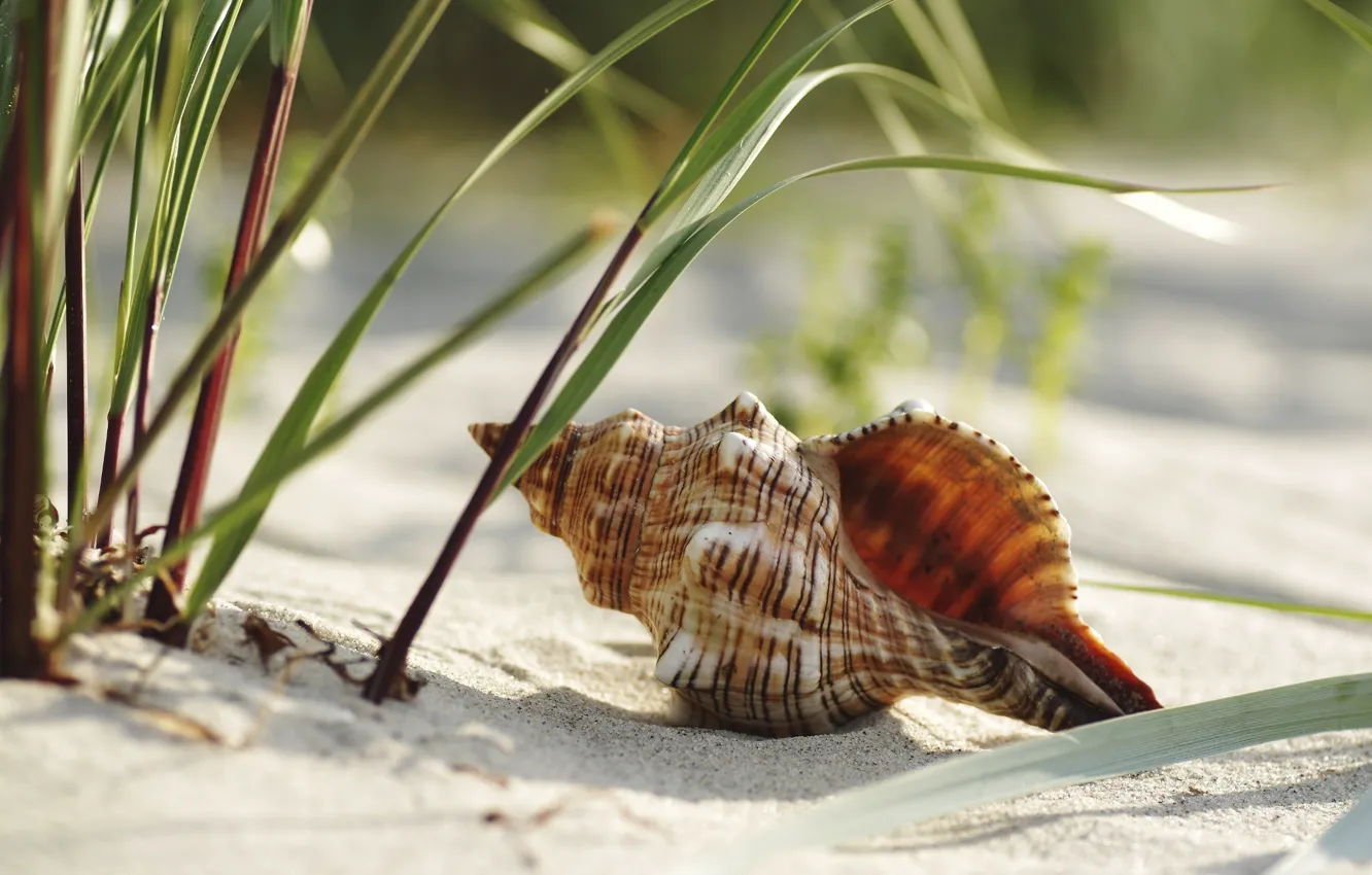Photo wallpaper sand, beach, grass, shell, RAPAN