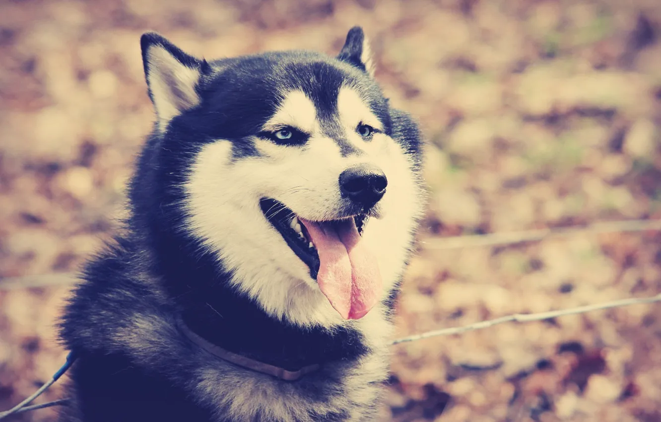 Photo wallpaper autumn, language, look, leaves, nature, each, dog, teeth