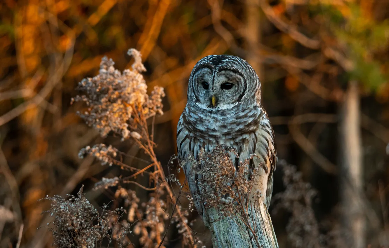 Photo wallpaper autumn, branches, owl, bird, posts, bokeh, owl