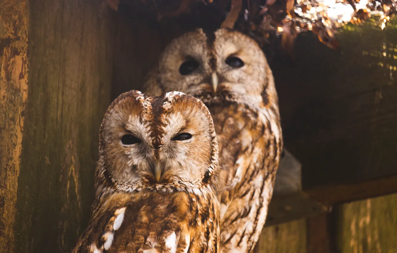 Photo wallpaper owl, bird, owl, two birds, two owls