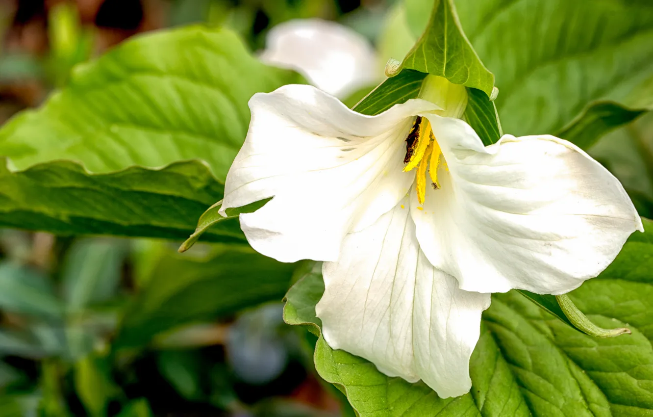 Photo wallpaper leaves, macro, petals, TRILLIUM