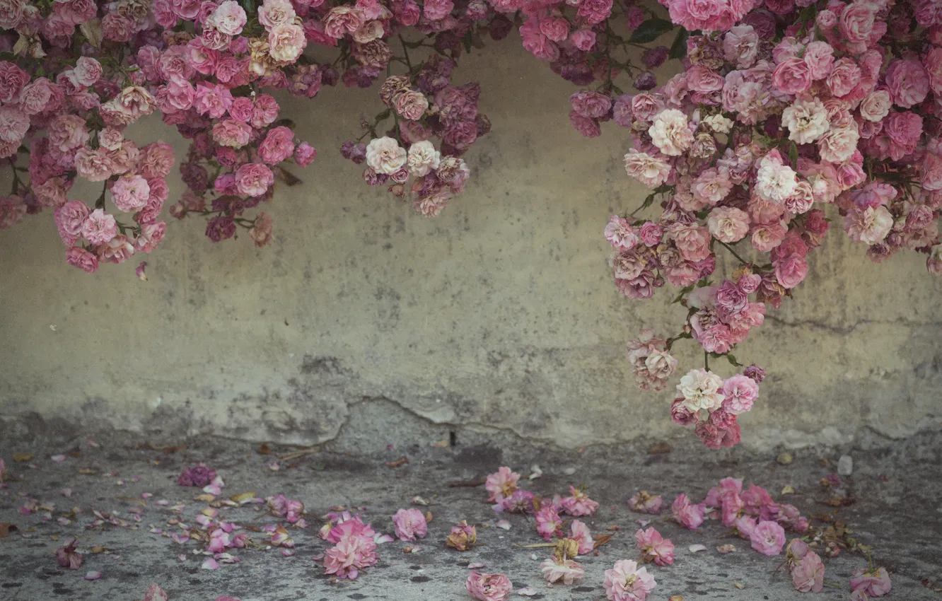 Photo wallpaper flowers, cracked, wall, roses, petals, garden, pink, placer