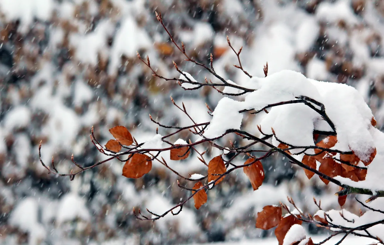 Photo wallpaper winter, snow, nature, branch