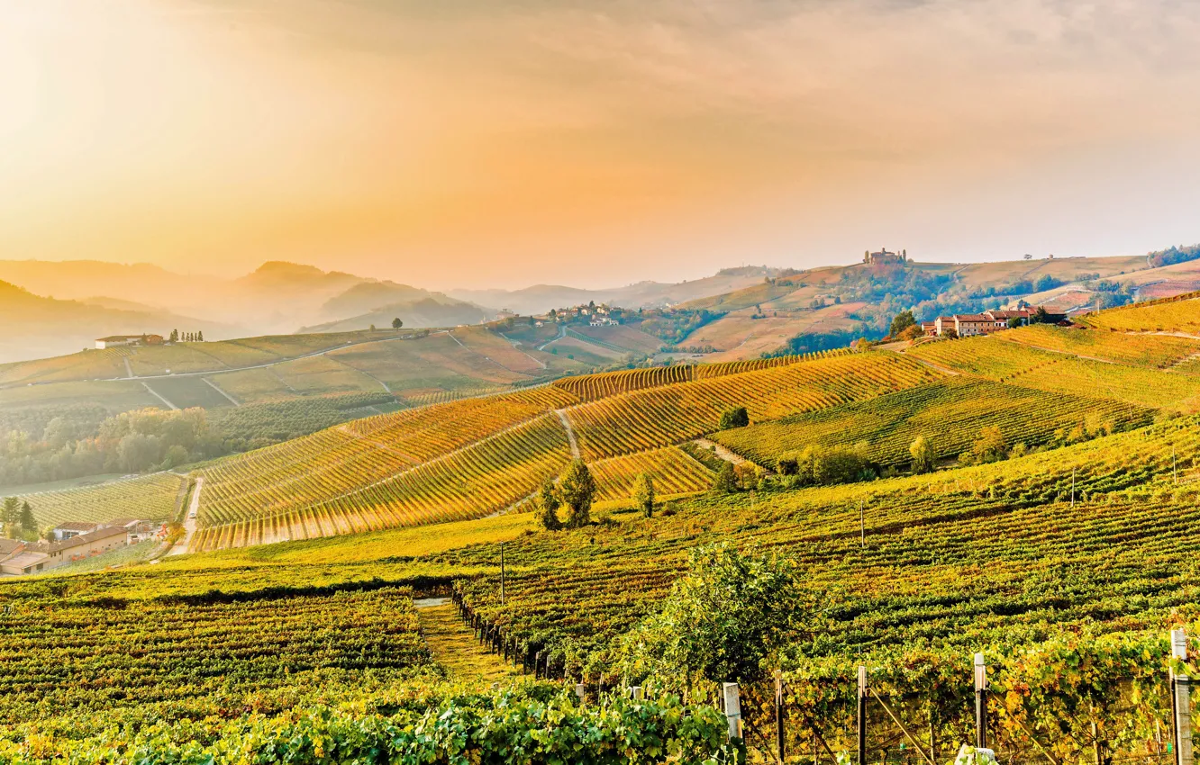 Photo wallpaper hills, Italy, vineyard, Piedmont