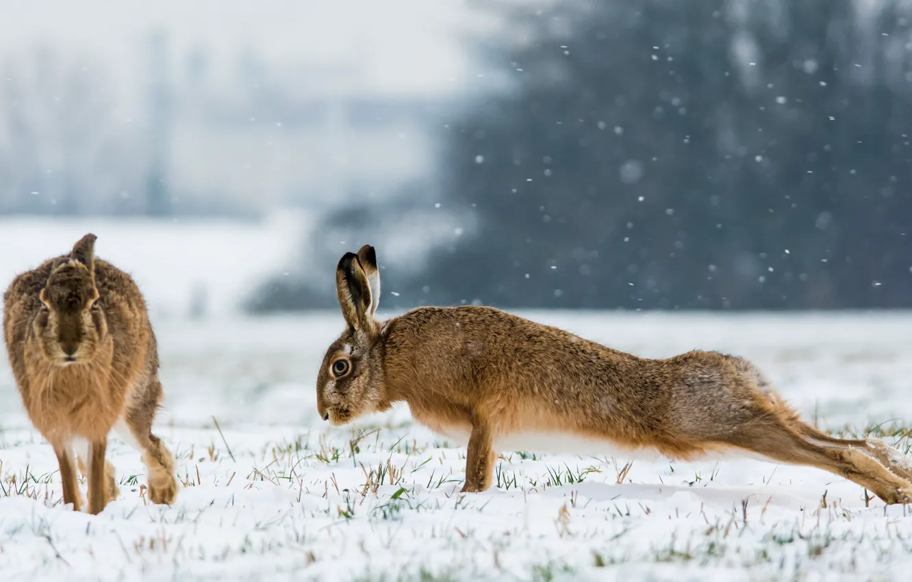 Photo wallpaper winter, snow, hare, charging, pushups