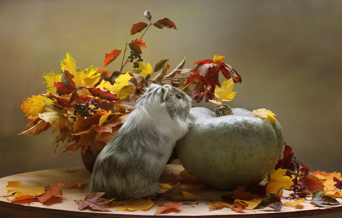 Photo wallpaper sadness, autumn, animals, leaves, Guinea pig