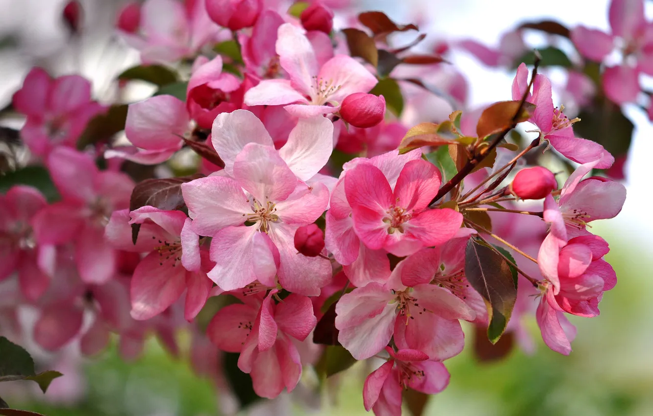 Photo wallpaper leaves, trees, flowers, nature, petals