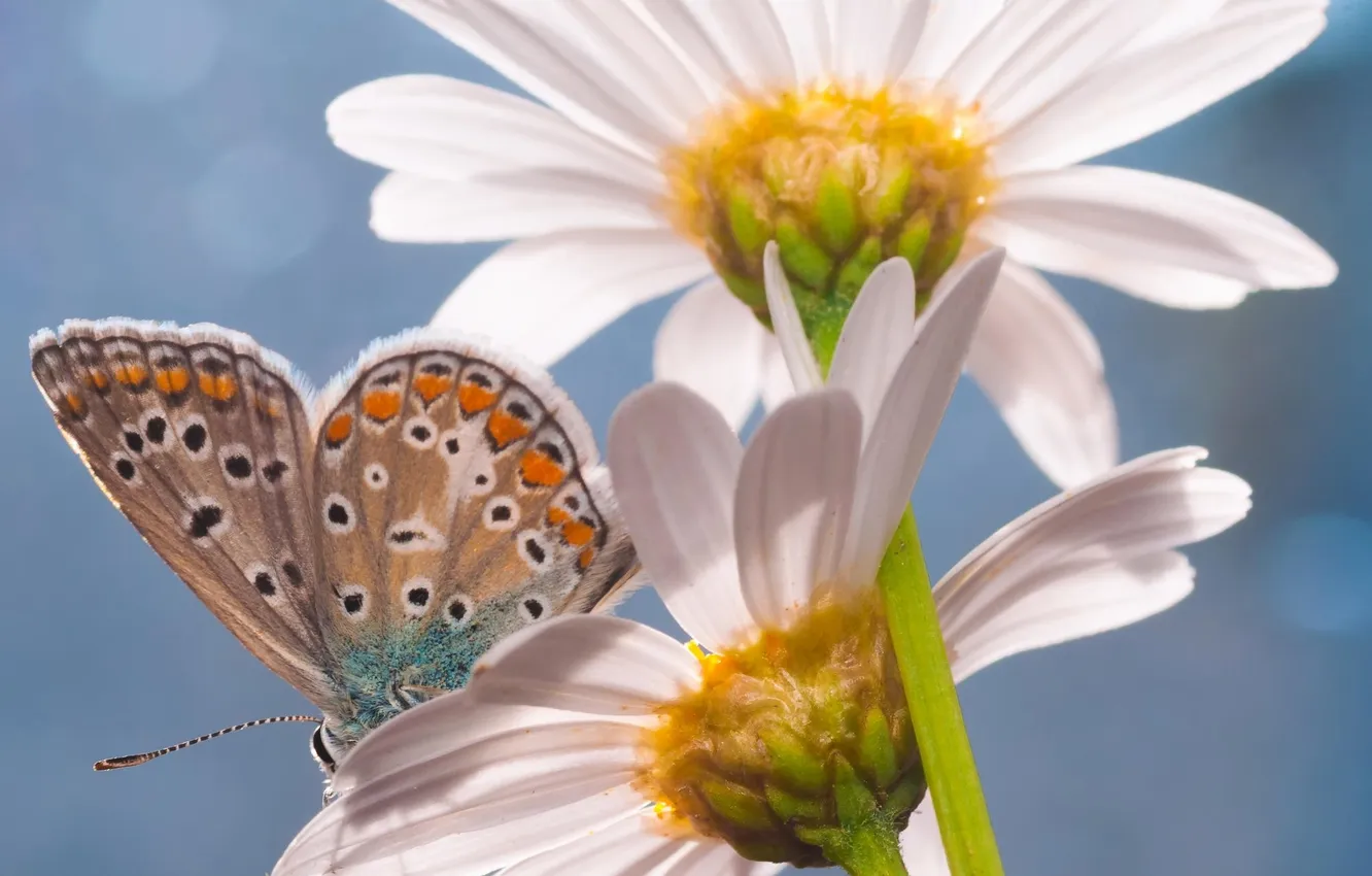 Photo wallpaper summer, flowers, butterfly, chamomile, insect