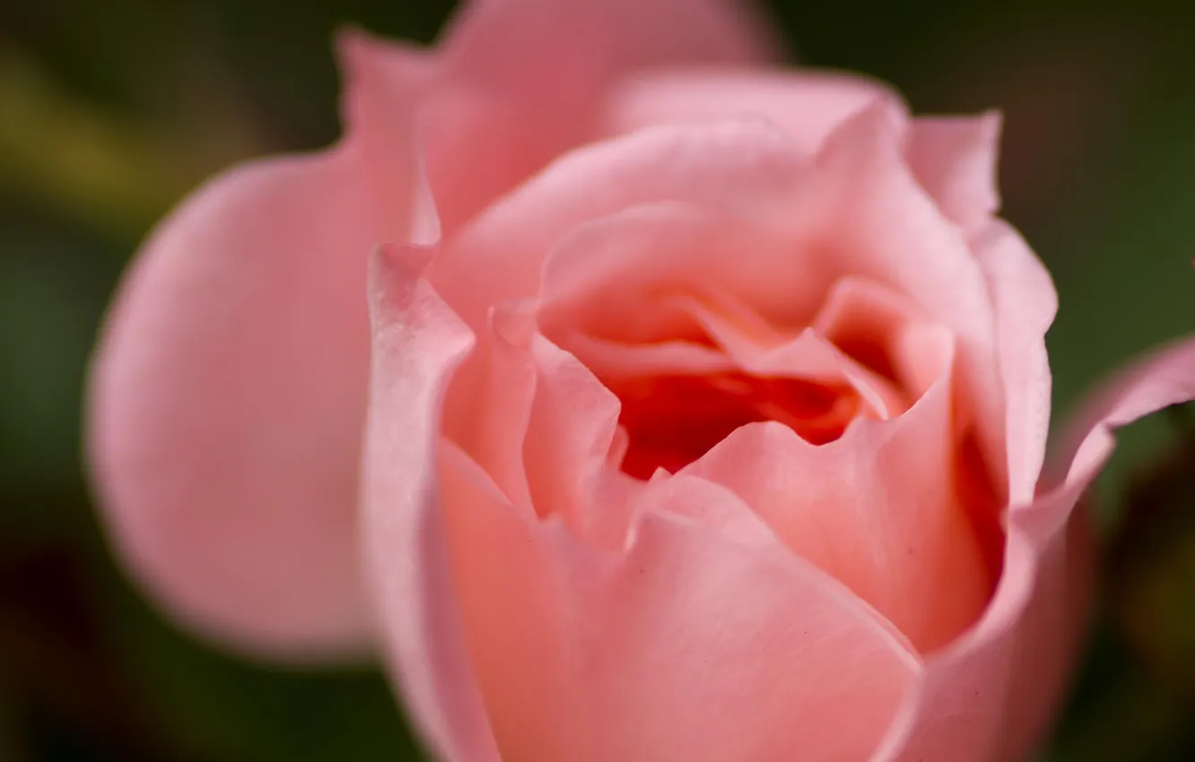 Photo wallpaper macro, flowers, roses, petals, pink