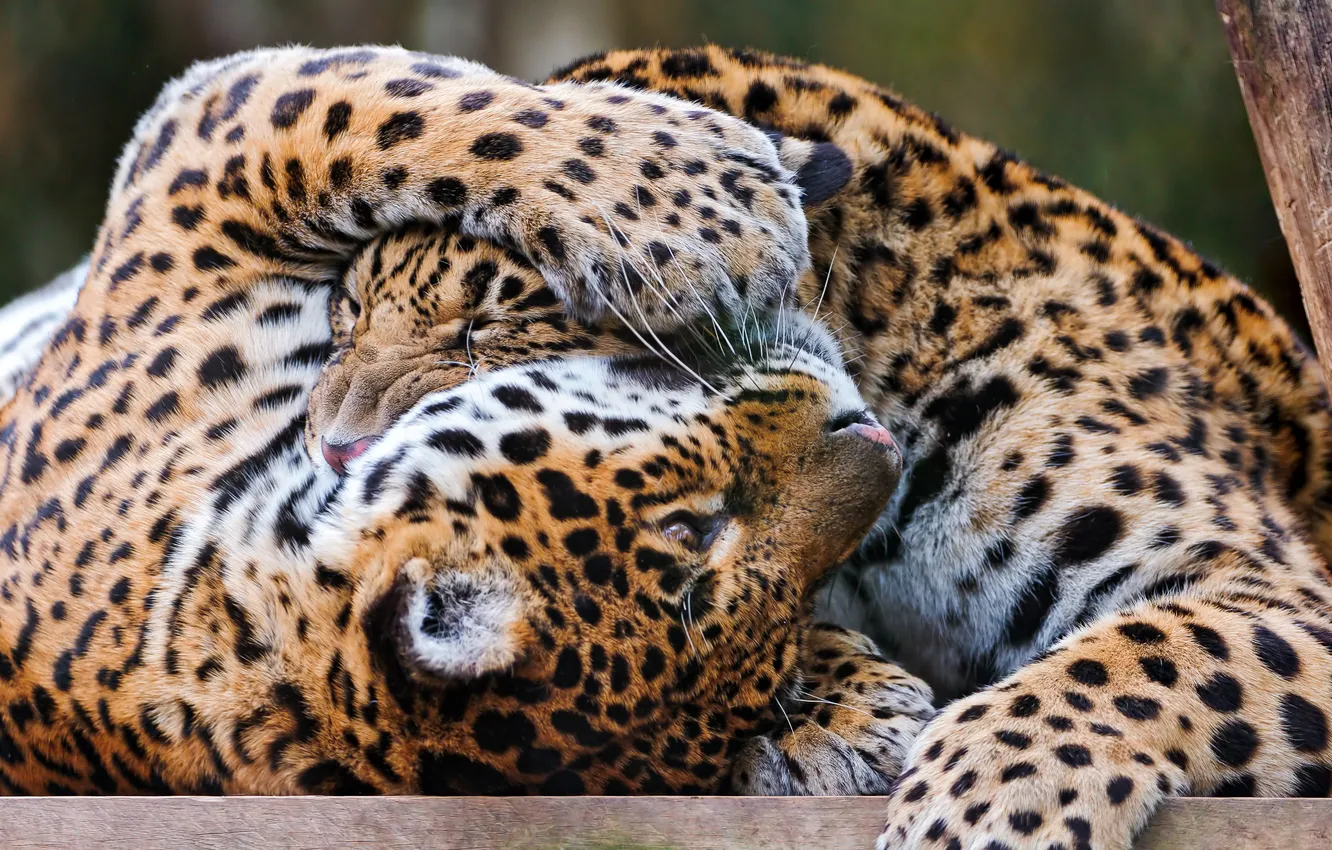 Photo wallpaper the game, predator, Jaguar