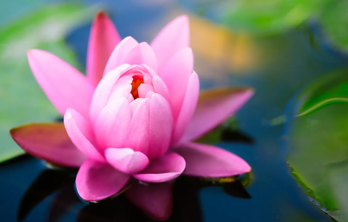 Photo wallpaper flower, leaves, pond, pink, Lotus, Lily, green, water Lily