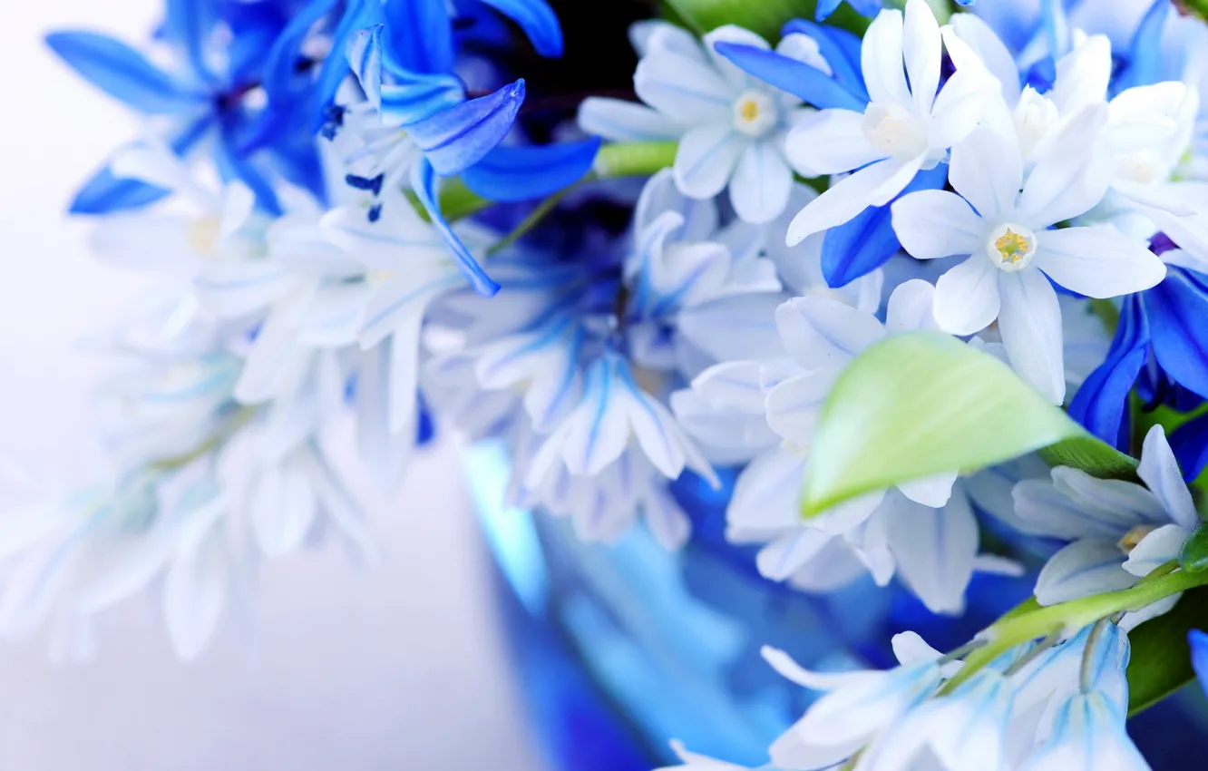 Photo wallpaper flowers, blue, blue, leaf, color, bouquet, petals, gently
