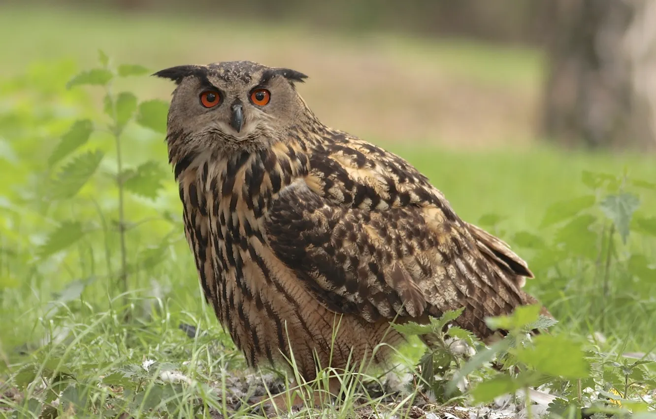 Photo wallpaper grass, bird, owl