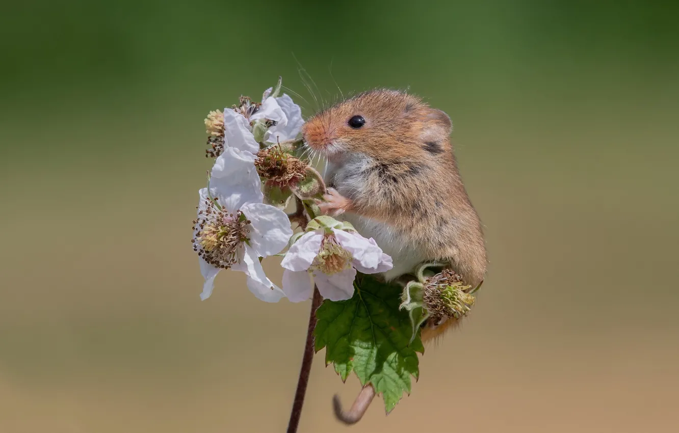 Photo wallpaper flowers, background, mouse