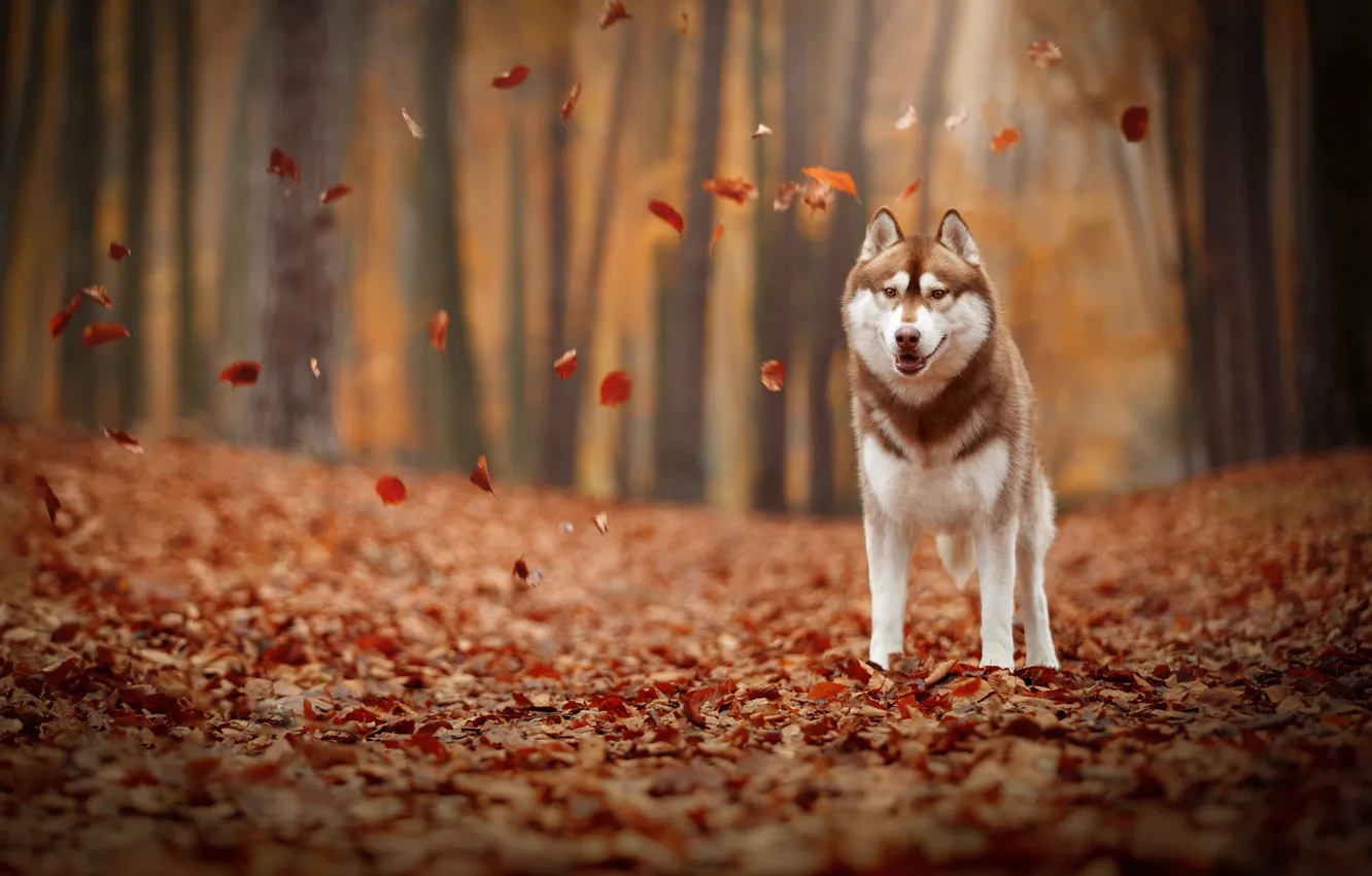 Photo wallpaper autumn, leaves, foliage, dog, husky