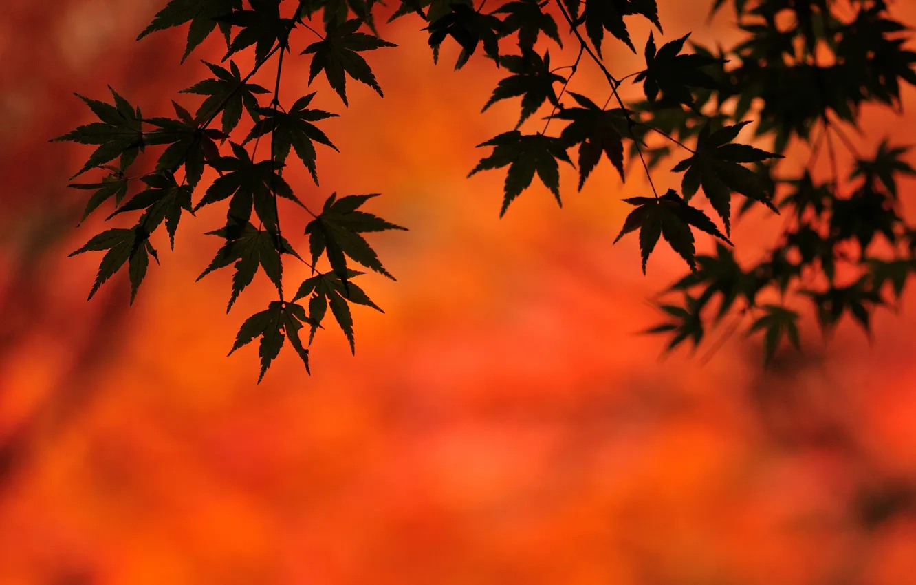 Photo wallpaper autumn, leaves, background, maple