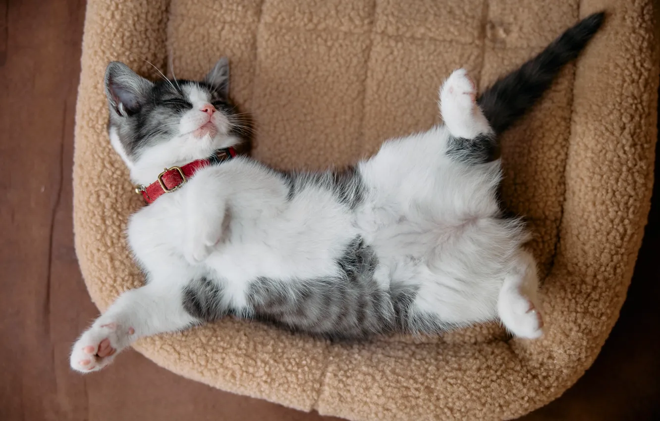 Photo wallpaper cat, cat, look, pose, sleep, legs, sleeping, lies