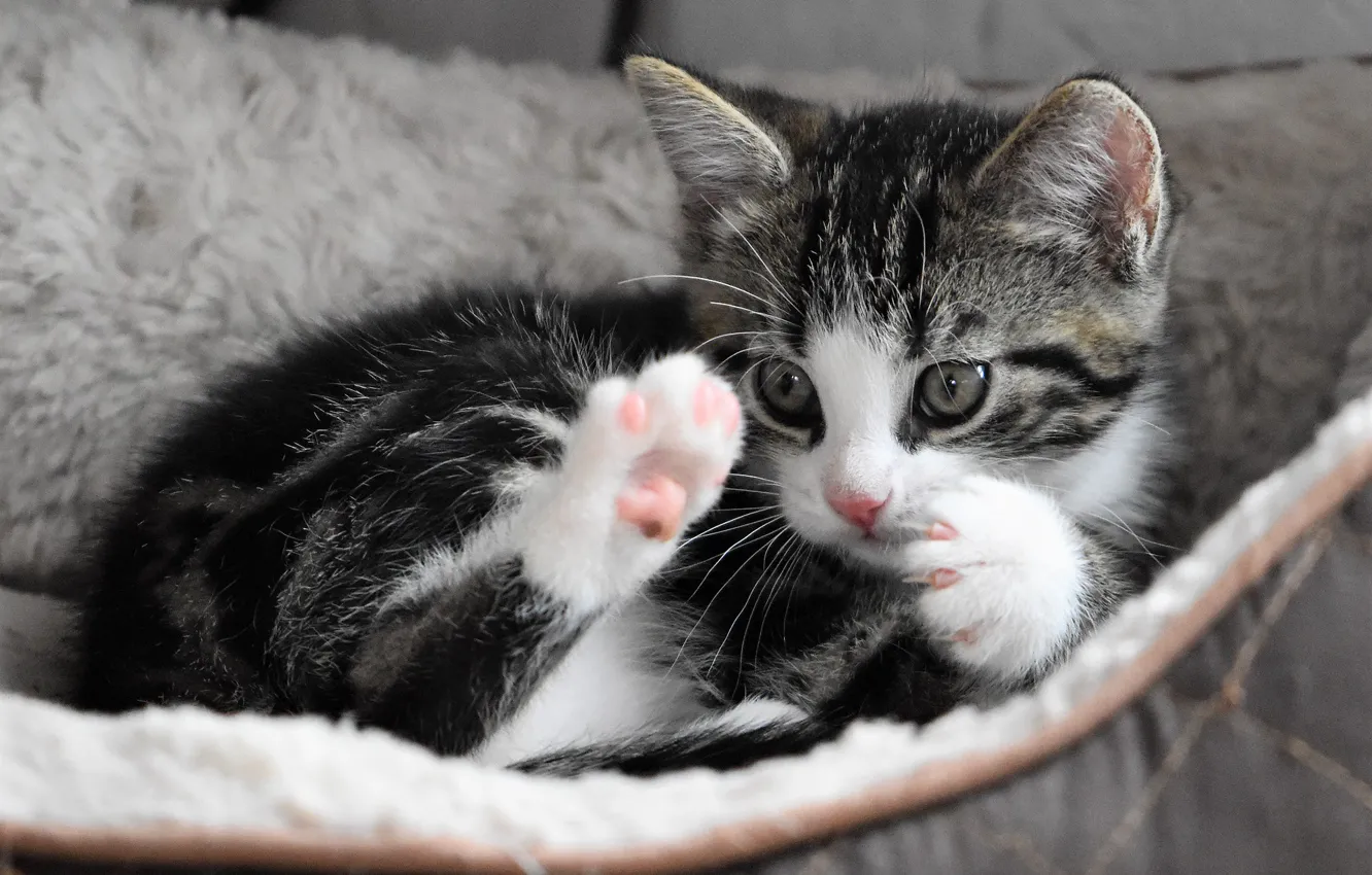 Photo wallpaper legs, baby, kitty
