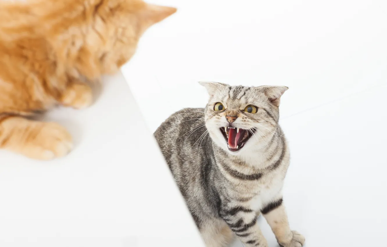 Photo wallpaper cat, look, fangs, grin, two