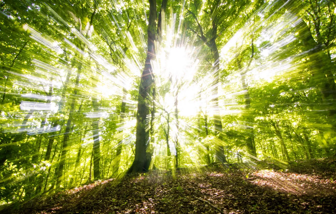 Photo wallpaper forest, light, trees, nature