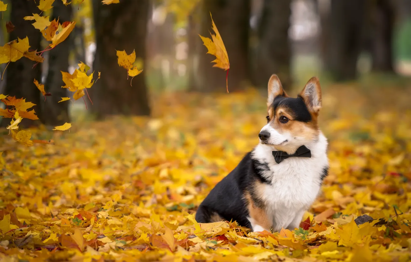 Photo wallpaper autumn, leaves, tie, Corgi