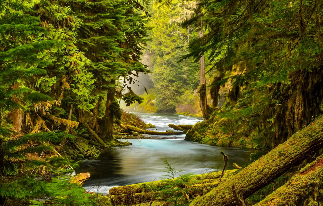 Photo wallpaper forest, trees, nature, river, stones, moss, Oregon, McKenzie River