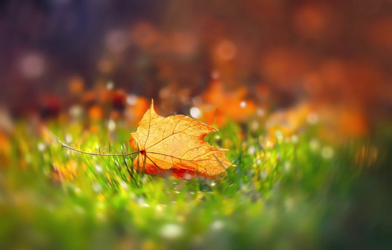 Photo wallpaper autumn, glade, bokeh, Autumn leaf