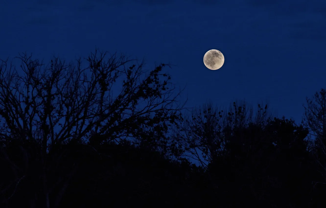 Photo wallpaper the sky, trees, night, nature, the moon, the full moon