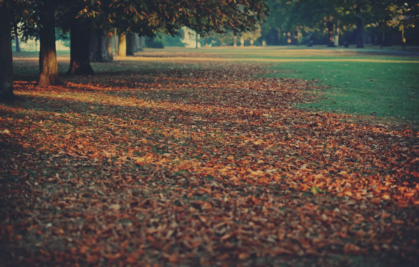 Photo wallpaper autumn, trees, nature, carpet, foliage