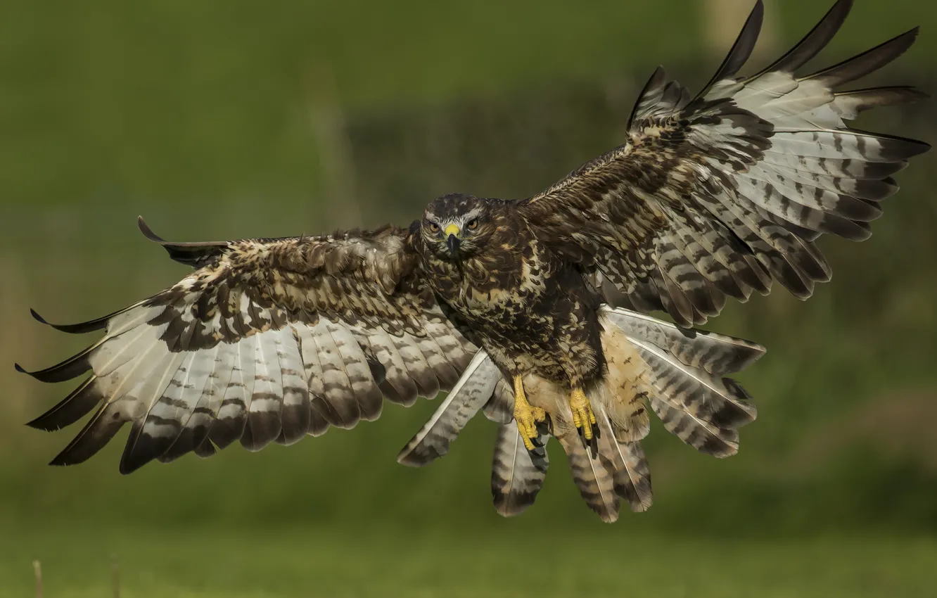 Photo wallpaper bird, wings, predatory