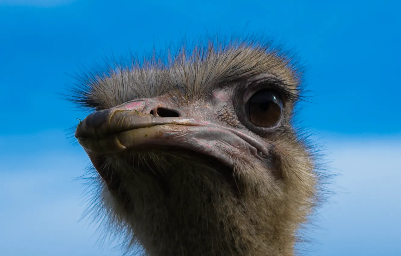Photo wallpaper bird, head, ostrich