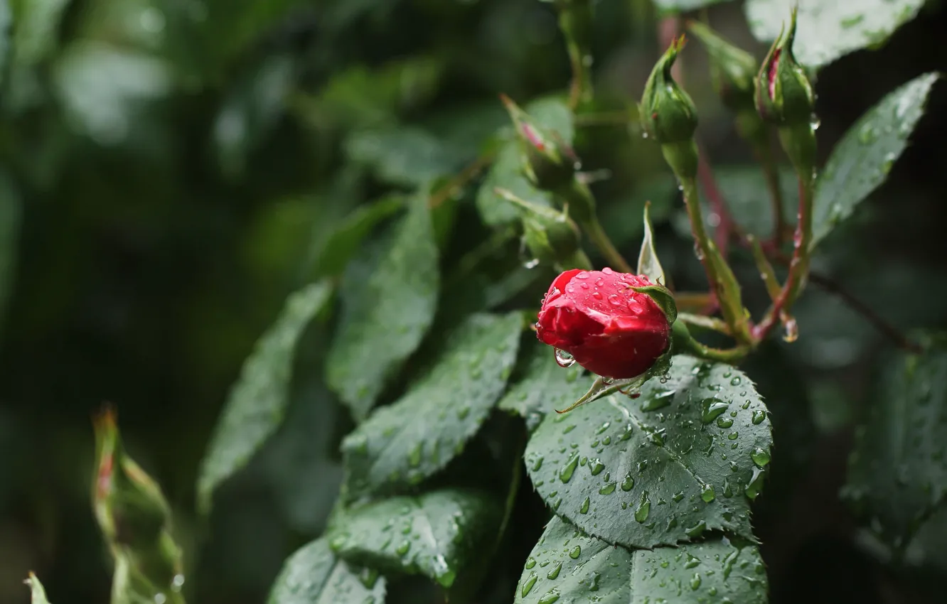 Photo wallpaper drops, roses, buds