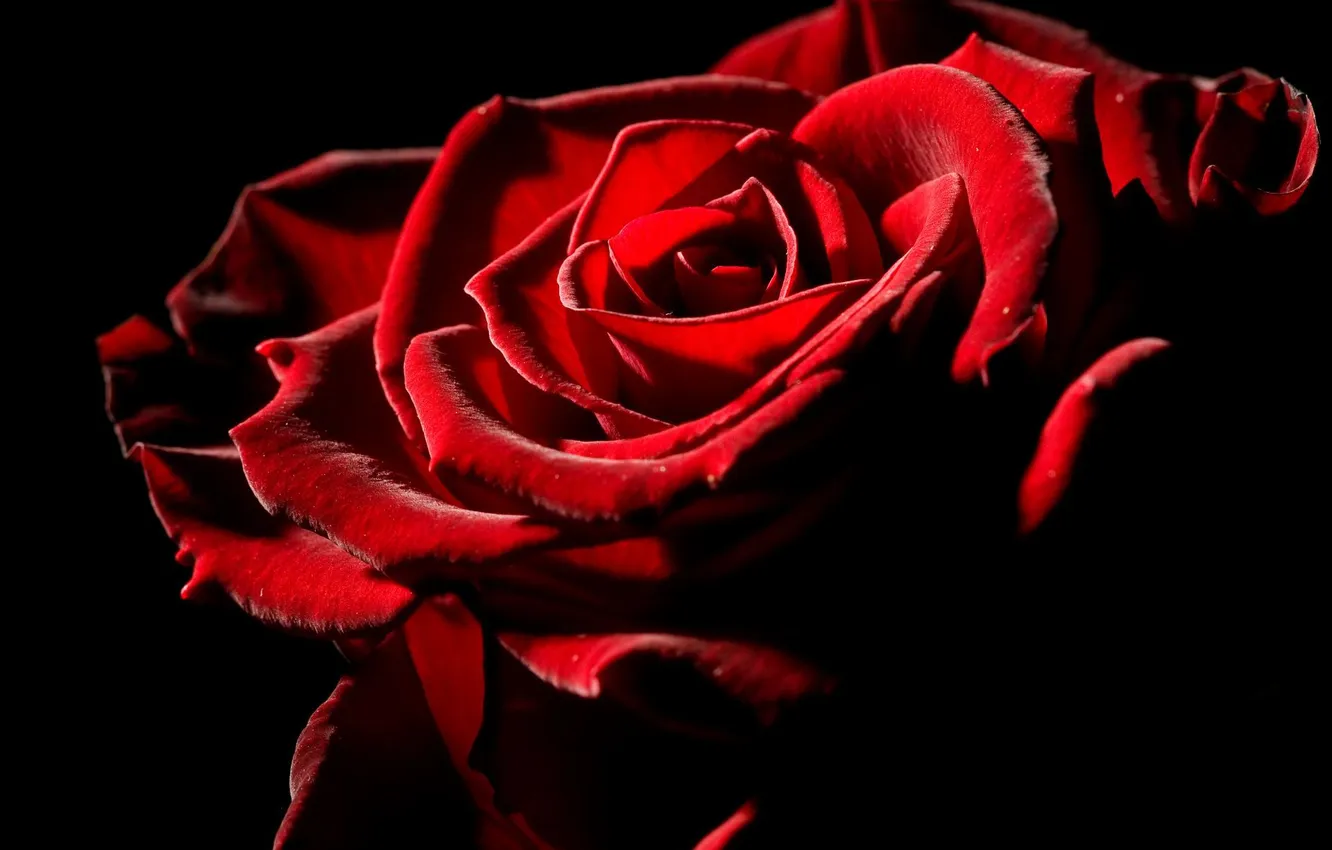 Photo wallpaper flowers, roses, petals, red rose, black background